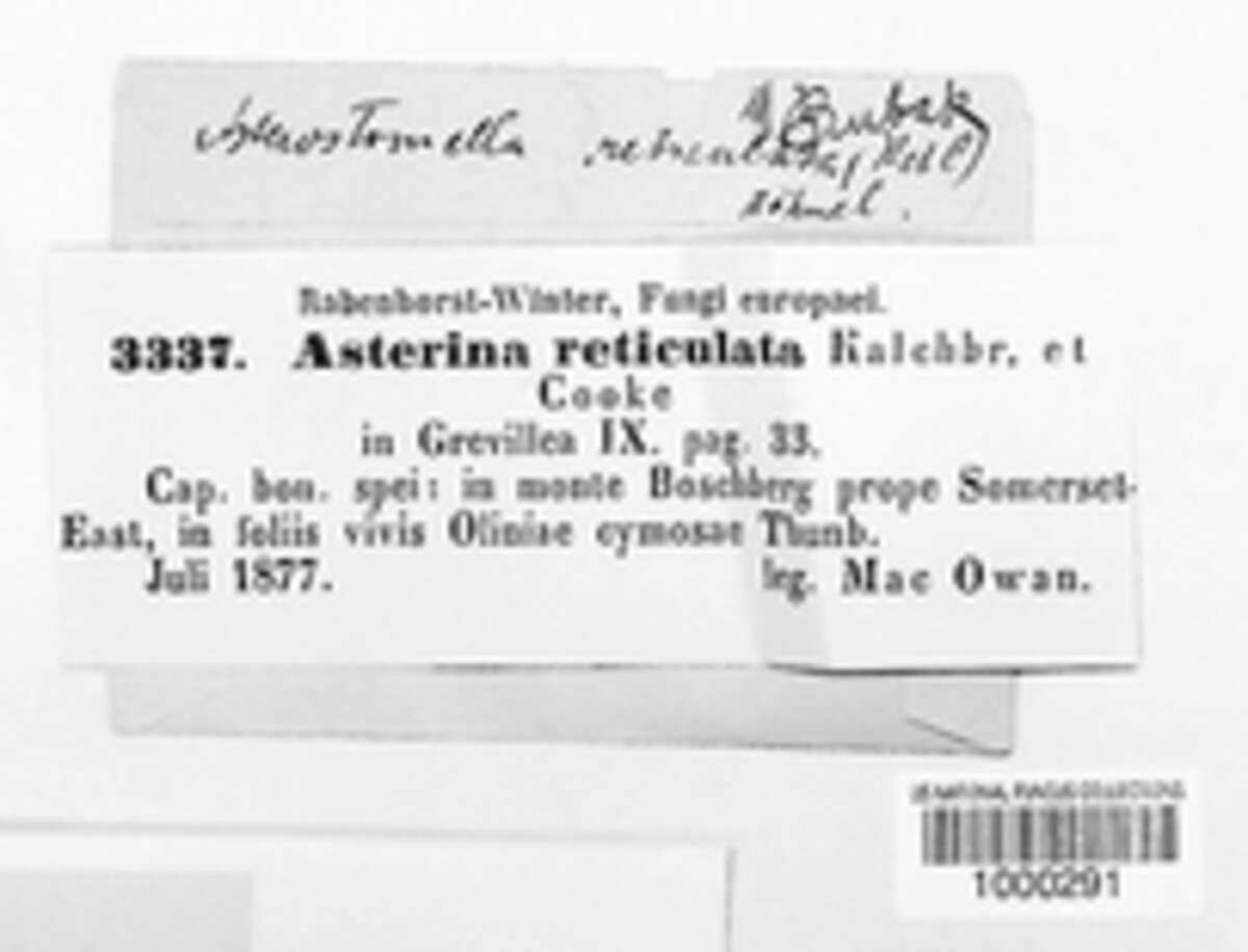 Asterina reticulata image